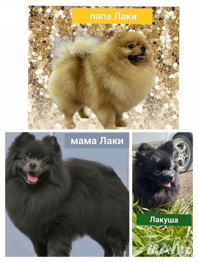 Померанский шпиц