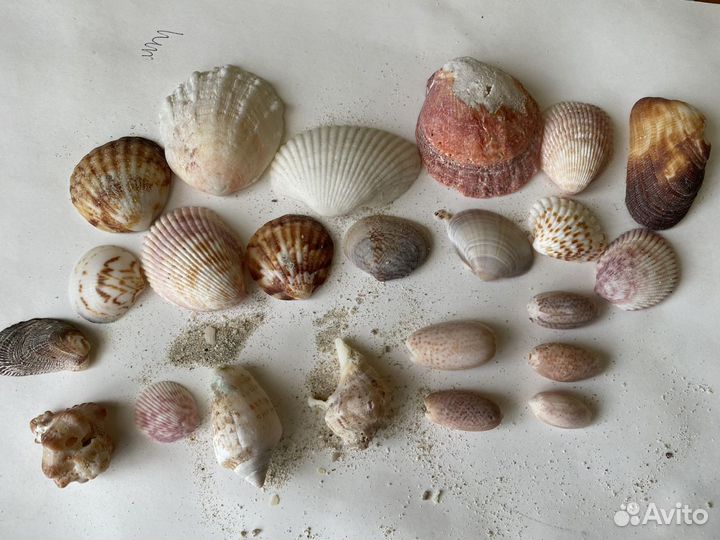 Крышки,Шапки желудей, шишки, ракушки, хризантема