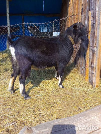 Альпийские козлята, 2козочки и козлик