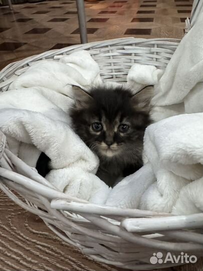 Котенок