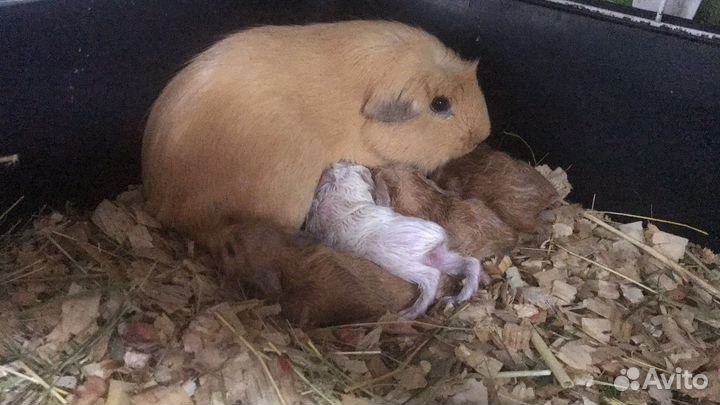 Морские свинки