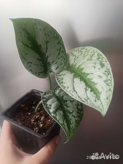 Сциндаптус Пиктус Треби