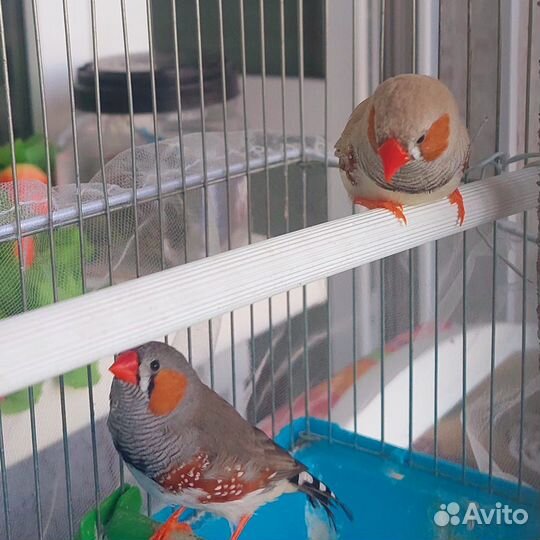 Амадинки