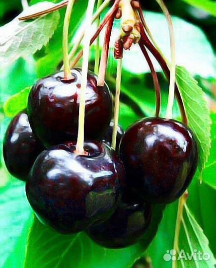 Вишня шоколадница