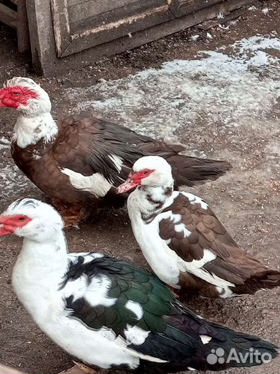 Мускусные утки тяжелые линии