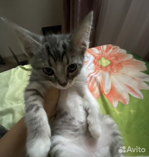 Котята