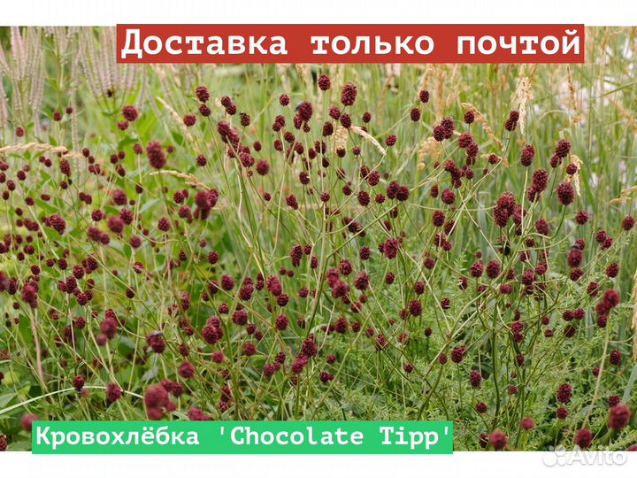 Кровохлёбка Chocolate Tipp