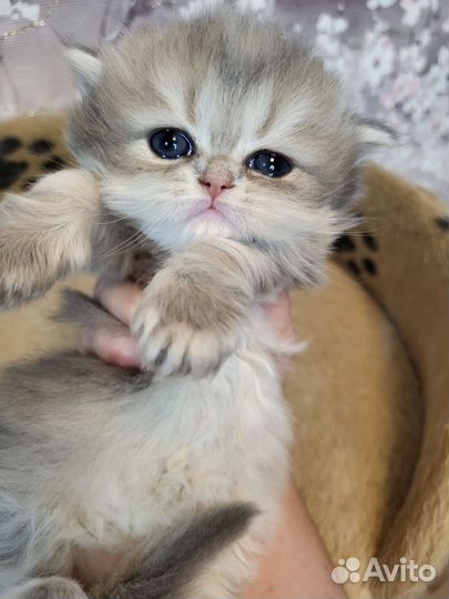 Британские котята