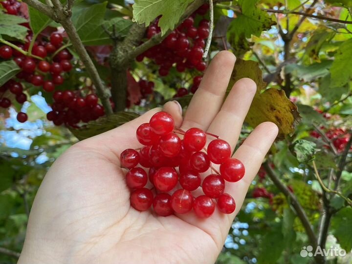 Калина красная