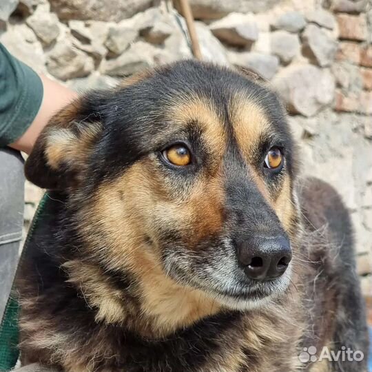 Софа ищет дом