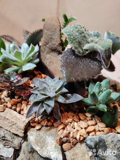 Композиция из суккулентов в плошке из камня