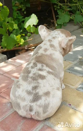 Французский бульдог в программу нью шейд