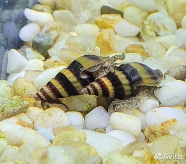 Улитки Хелены