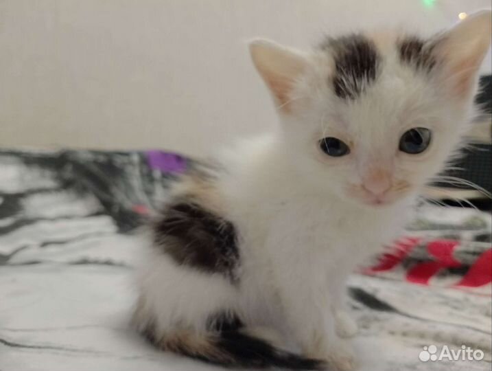 Котенок