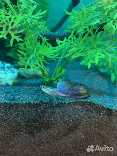 Аквариумные рыбки гуппи, корм