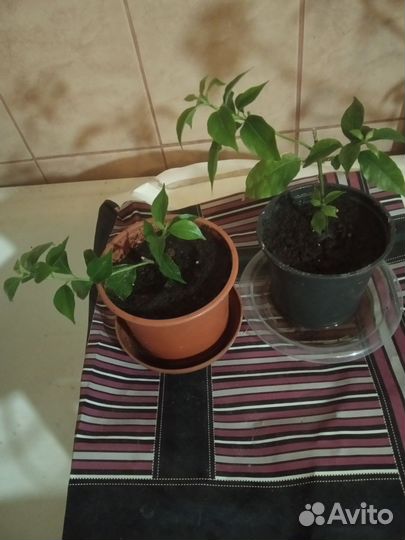 Камбрия;Дендробиум нобиле;Бугенвеллия-3 сорта