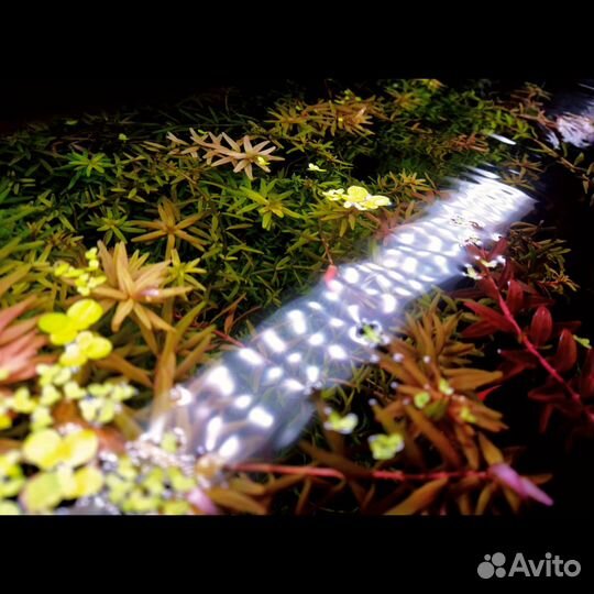 Аквариумные растения