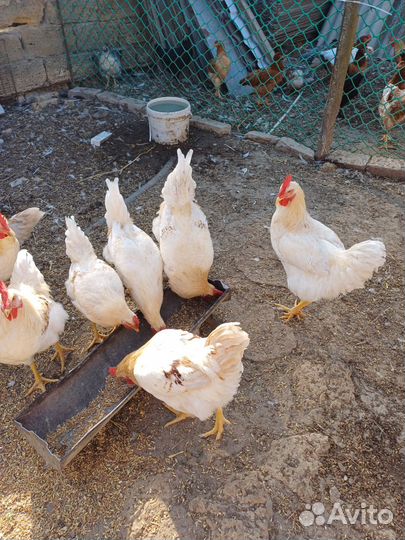 Петухи домашние