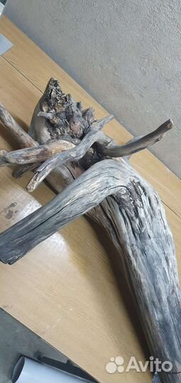 Булава карагач (гигант)