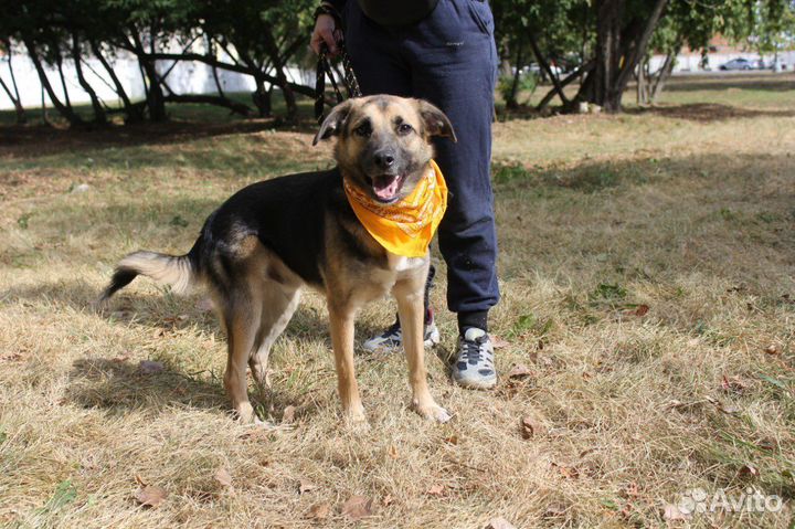 Никс-молоденький, чудесный песик-подросток ищет