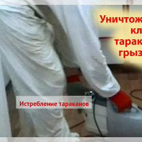 Уничтожение клопов тараканов клещей