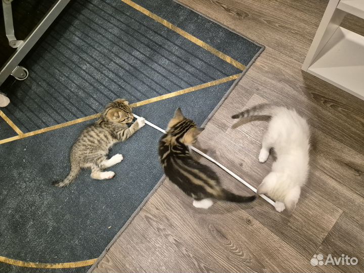 Продам котят