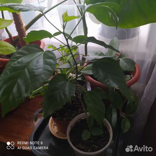 Комнатные цветы, излишки