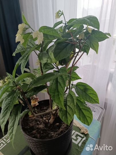 Клеродендрум томпсона вариегатный