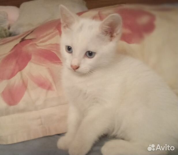 Котёнок белый мальчик