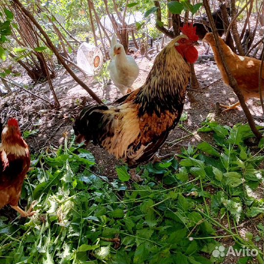 Молодые петухи