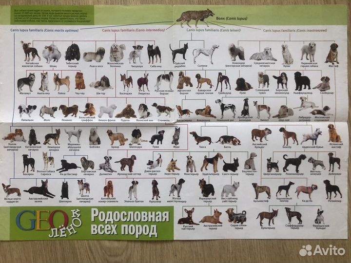 О домашних питомцах