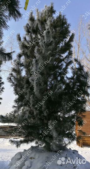 Дерево кедра