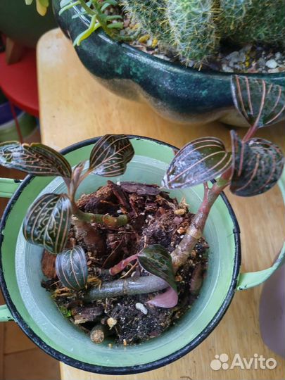 Орхидея лудизия