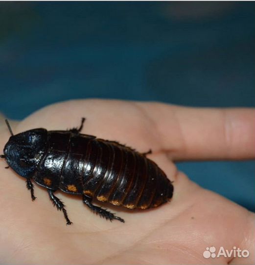 Мадагаскарские шипящие тараканы