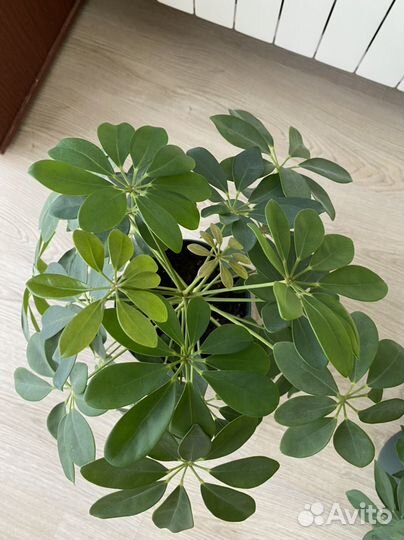 Шефлера в горшке