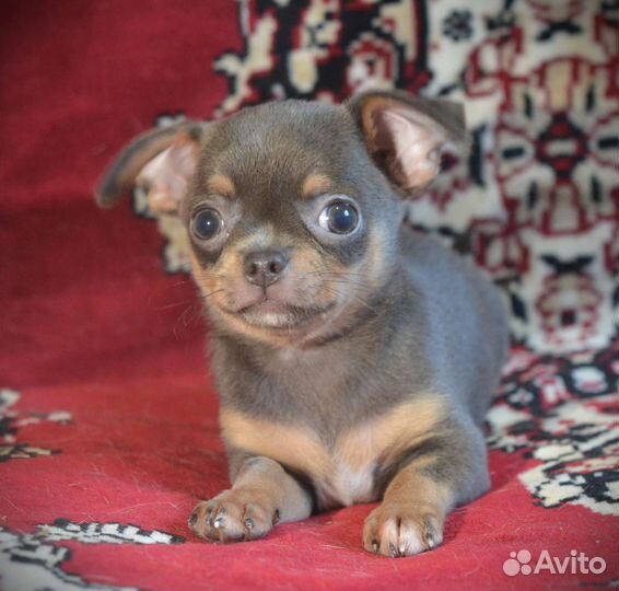 Щенки чихуахуа мелкий стандарт