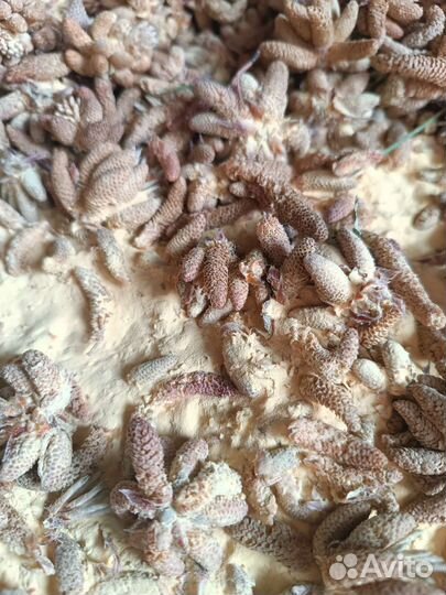 Пыльца сосны