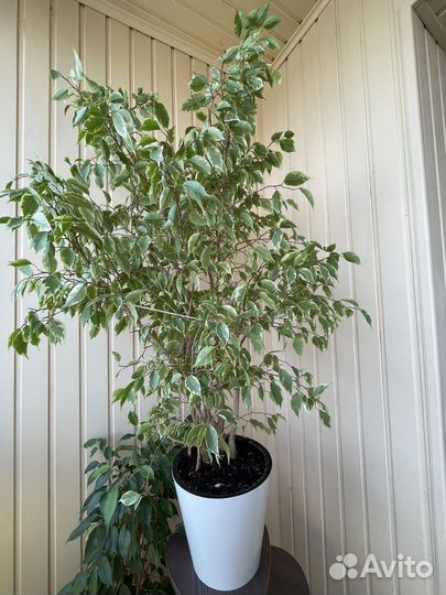 Фикус бенджамина
