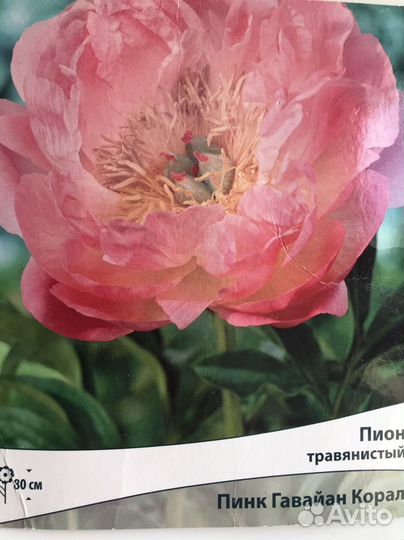 Пион травянистый