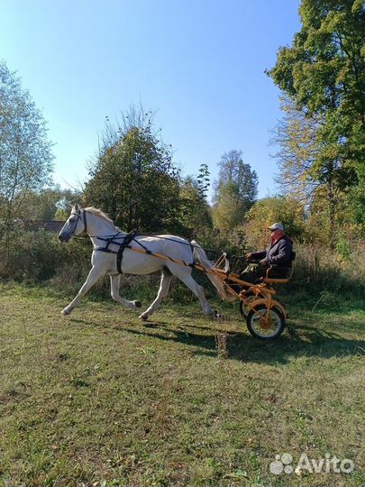 Продам жеребца