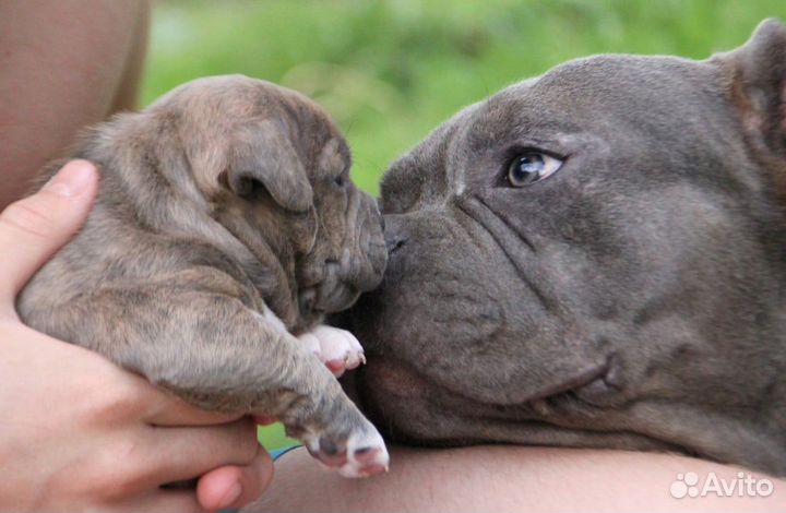 Щенок американский булли девочка классик