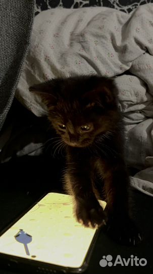Черный котенок бесплатно