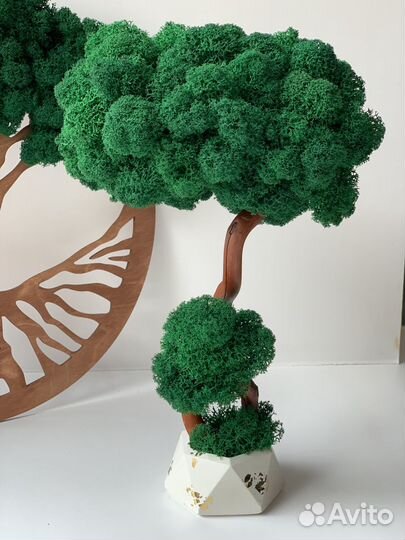 Топиарий, бонсай со стабилизированным мхом