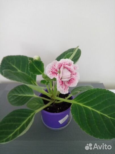 Глоксиния махровая