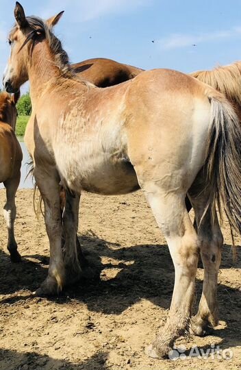 Тяжеловозы