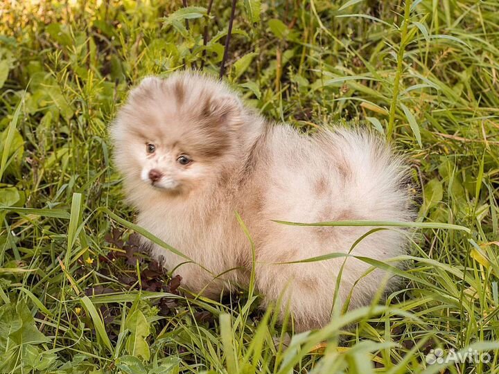Померанский шпиц мини девочка