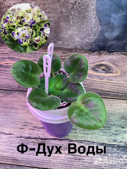 Взрослые фиалки