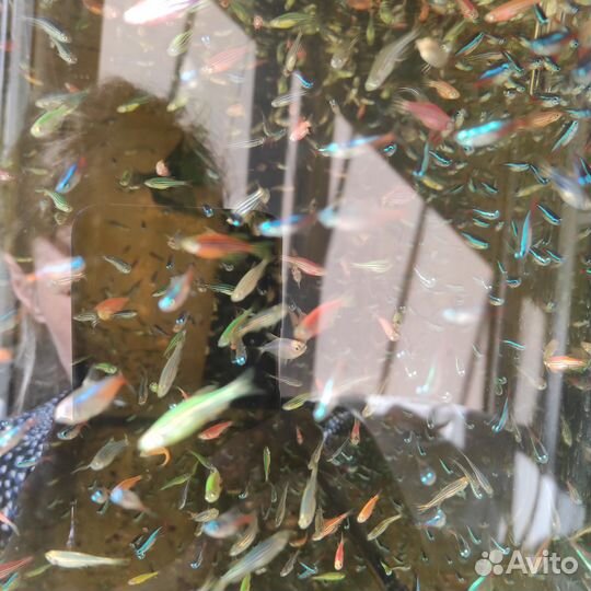 Аквариумные рыбки