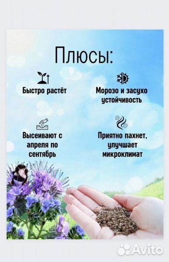 Семена фацелии