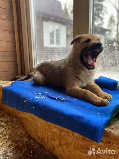 Щенок Лаврик